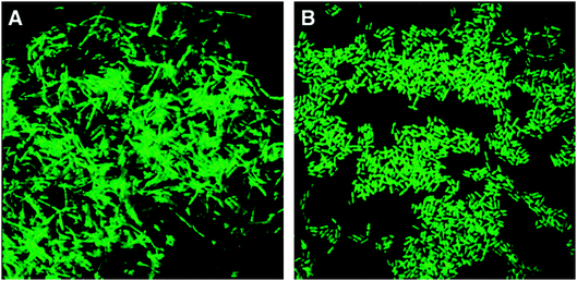 Typical PNA hybridization results in PNA-FISH applications. (A) Cells of Bacillus cereus ATCC 11778 hybridized with the universal bacterial PNA probe. (B) Cells of Listeria monocytogenesFSL-C1-122 hybridized with the Listeria-specific PNA probe (reproduced with permission from ref. 43).