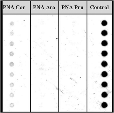 
          PNA microarray designed for allergen detection (hazelnut, peanut, almond) after hybridization with hazelnut DNA extracted and amplified from extra virgin olive oil spiked with 5% hazelnut oil (from ref. 47).