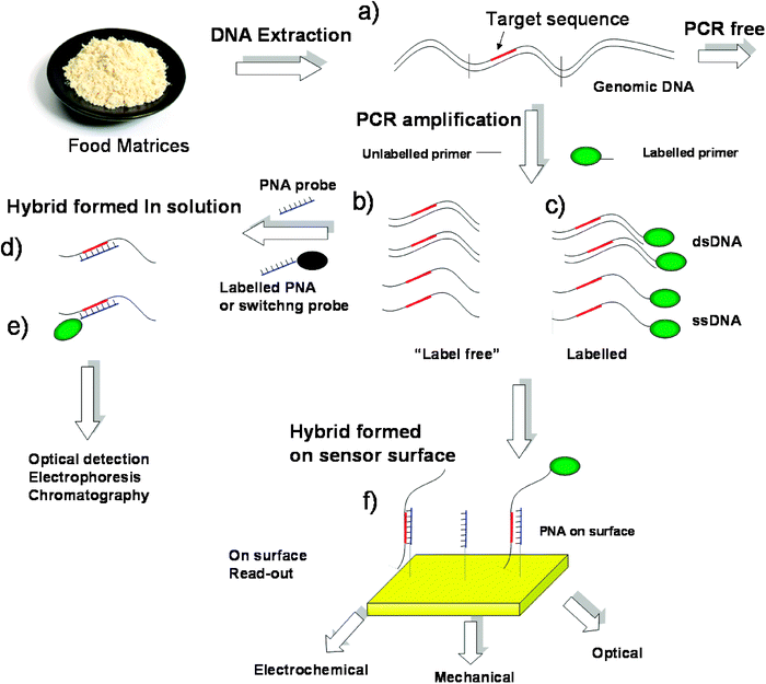 Protocols for DNA analysis by PNA-based technologies. (a) Extraction of DNA from food matrices; (b) a DNA sequence containing the target sequence can be amplified by PCR using specific unlabelled primers; according to the conditions used, only dsDNA or a mixture of ds- and ssDNA can be obtained; (c) amplification of DNA with labelled primers gives labelled PCR products; (d) hybridization in solution with unlabelled PNA; (e) hybridization in solution with PNA switching probes; (f) hybridization on a surface carrying PNA catching probes.