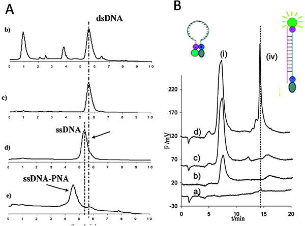 
          IE
          HPLC profiles obtained using: (A) an unlabelled PNA probe and labeled DNA; (B) a PNA beacon and unlabelled DNA. (A) HPLC profile of a Cy5-labelled PCR amplicon specific for RR soybean (79 bp) obtained from a soy burger labelled “GMO-free”: (b) the PCR product (dsDNA) crude; (c) dsDNA after purification, (d) after digestion with λ-exonuclease (ssDNA); (e) after hybridization with a specific PNA probe (ssDNA–PNA). Column: TSK gel DEAE–NPR (4.6 mm id × 3.5 cm). T = 35 °C. Eluent A: Tris 20 mM in H2O at pH 9; eluent B: NaCl 1 M in eluent A at pH 9. Gradient: from 50% A to 30% A in 10 min. Flow rate: 0.5 mL min−1. Fluorescence detector: λex = 646 nm, λem = 664 nm. (reproduced with permission from ref. 24). (B) HPLC profile of the same PCR product as in (A) unlabelled (from soy flour containing RR-soy). (a) PCR product alone; (b) PNA beacon (1 μM) alone; (c) PNA beacon (1 μM) + a non-specific PCR product; (d) PNA beacon (1 μM) + the specific PCR product. Attribution: (i) beacon and components of the PCR reaction; (iv) PNA beacon–DNA hybrid. T = 25 °C. Column: TSK-gel DNA NPR (4.6 mm id × 7.5 cm); eluent A: Tris 0.02 M, pH = 9.0, eluent B: NaCl 1 M in eluent A. Linear gradient: from 100% A to 100% B in 20 min; flow rate: 0.5 mL min−1. λex = 497 nm, λem = 520 nm (reproduced with permission from ref. 26).