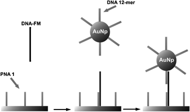 Description of the strategy used for the ultrasensitive nanoparticle-enhanced SPRI detection of the target DNA sequence. PNA 1: surface immobilized specific PNA capture probe; DNA-FM: DNA full match to be detected; DNA 12-mer: specific DNA capture probe linked to gold nanoparticles; AuNp: gold nanoparticles (reproduced with permission from ref. 33).