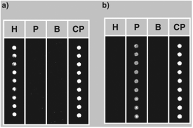 
          PNA microarrays tested with PCR products deriving from amplification of DNA extracted from pure hazelnut (a) and peanut (b). H: PNA complementary to hazelnut DNA; P: PNA complementary to peanut DNA; B: blank; CP: control probe (reproduced with permission from ref. 38).