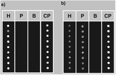 
          PNA array analysis for the detection of hazelnut and peanut in commercial foodstuffs. (a): Breakfast cereals, possible traces of tree nuts and peanuts declared; (b): Muesli snack with chocolate, peanut declared, hazelnut NOT declared. H: PNA complementary to hazelnut DNA; P: PNA complementary to peanut DNA; B: blank; CP: control probe (reproduced with permission from ref. 38).