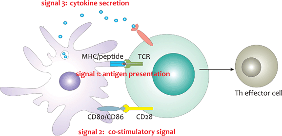 Initiation of effector T cell responses requires three signals. Stimulation of the TCR by MHC/peptide complexes delivers signal 1, interactions between co-stimulatory ligands on the APC and CD28 on the T cell provide signal 2 and the secretion of inflammatory cytokines that polarise T cell responses delivers signal 3.
