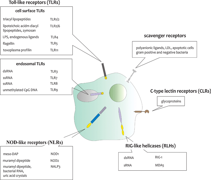 Overview of the most important classes of PRRs, their cellular localisation and microbial ligands. TLRs can be localized at the plasma membrane or the endosomal membrane, while NLRs and RLHs are located in the cytosol. Triggering of TLRs, NLRs and RLHs results in the initiation of potent pro-inflammatory and antimicrobial responses. CLRs and scavenger receptors are mainly involved in host–host interactions, but also recognize a wide variety of micro-organisms and have important roles in phagocytosis and antigen presentation. DCs have the capacity to integrate the signals received from triggering of different sets of PRRs and to translate them to induce the right type of response.