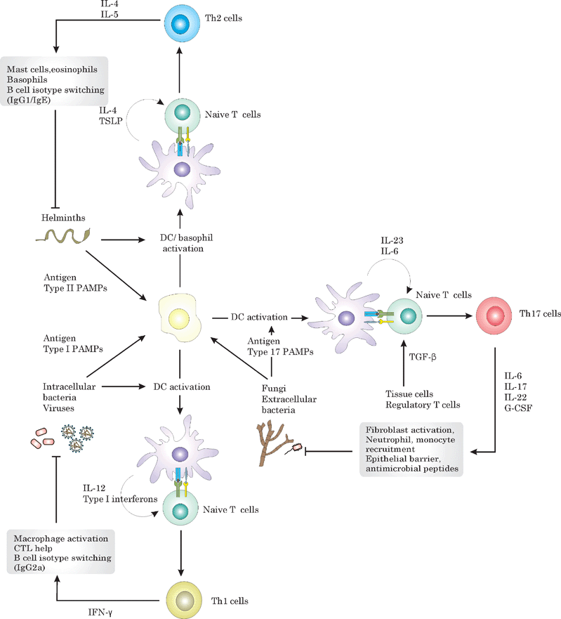 Overview on how APCs translate pathogen recognition into the induction of the appropriate Thelper (Th) response and of the role of different Th subsets in the immune defence against different pathogen spectra. Recognition of viruses and intracellular bacteria by DCs results in the secretion of IL-12 and type I interferons, which stimulate Th1 differentiation. By secreting IFN-γ, Th1 activate macrophages, provide help to CTLs and promote the secretion of neutralizing antibodies by B cells, which are all important to combat viruses and intracellular bacteria. Fungi and extracellular bacteria in contrast activate DCs to secrete IL-23, thereby promoting Th17 differentiation. Th17 cells have been demonstrated to enhance epithelial barrier function, and to recruit and activate neutrophils and monocytes. Helminth infections stimulate the generation of Th2 responses, which activate mast cells, basophils, eosinophils and provoke smooth muscle cell contraction in order to expel the helminth. Th2 differentiation is thought to require the cytokines IL-4 and TSLP, which might be basophile derived.