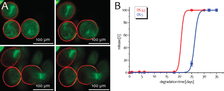 (A) Confocal microscopy images taken at different time intervals of self-exploding capsules. The red fluorescent membrane consists of 4 bilayers dextran sulfate /poly-l-arginine. The interior is a degradable hydrogel bead loaded with green fluorescent 50 nm latex beads. (B) Cumulative release curves of 50 nm latex beads from self-exploding capsules, using dex-HEMA hydrogel beads with different degradation kinetics. (Reprinted with permission from ref. 73. Copyright 2009, Elsevier.)