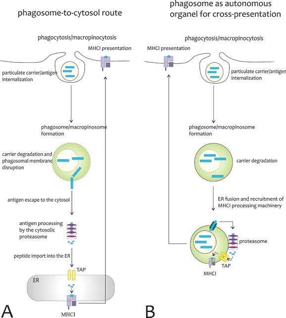 Proposed mechanisms for antigen cross-presentation mediated by particulate carriers (A) Phagosome-to-cytosol route for cross-presentation. Cross-presentation is dependent on the ability of the particulate carrier to disrupt phagosomal membranes and to release the antigen directly into the cytosol, where it is processed by the proteasome, imported via TAP transporters into the ER and subsequently loaded onto MHCI molecules. (B) Phagosomes as fully competent organelles for cross-presentation. Upon internalization, the antigen gets released from the particulate carrier into the phagosome, which contains all machinery for MHCI presentation, possibly by fusing with ER membranes. The antigen is exported from the phagosome, cleaved by immunoproteasomes associated to the phagosome, re-imported into the same phagasome via TAP transporters and loaded onto MHCI molecules in the phagosomal membrane.