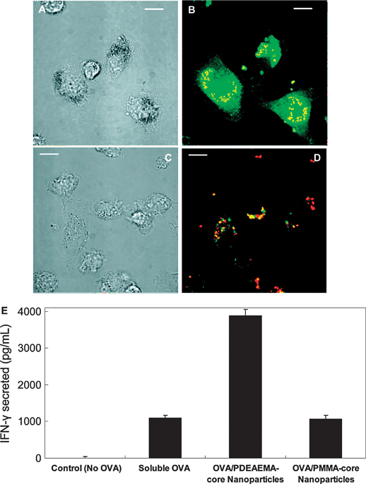 pH-sensitive core–shell nanoparticles deliver OVA to the cytosol of primary dendritic cells and promote CD8+ T cell priming. (A–D) CLSM images: (A, C) bright-field images; (B, D) fluorescence overlays of OVA (green) and nanoparticles (red). (A, B) BMDCs incubated with OVA adsorbed to PDEAEMA core–shell nanoparticles. (C, D) Cells incubated with OVA adsorbed to PMMA core–shell nanoparticles. Scale bars 10 μm. (E) BMDCs were incubated with medium alone (no OVA), soluble OVA, OVA-coated PDEAEMA-core nanoparticles, or OVA-coated PMMA-core nanoparticles, then washed and mixed with naïve OT-1 OVA-specific CD8+ T cells. IFN-γ secreted by the T cells in response to antigen presentation by the DCs was measured by ELISA after 72 h. Error bars represent standard deviation of triplicate samples. (Reprinted with permission from ref. 103. Copyright 2009, American Chemical Society.)
