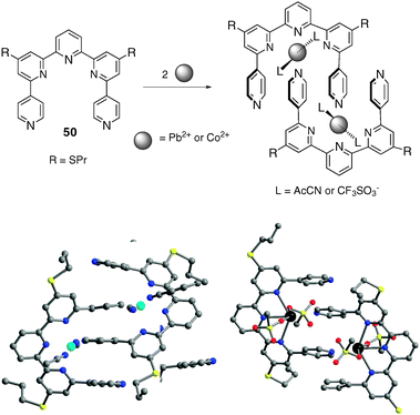 Preparation and X-ray crystal structures of duplex cleft complexes [Co2(50)2(CH3CN)4]4+(left) and [Pb2(50)2(CF3SO3)2]2+ (right).