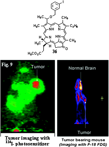 Comparative tumor-imaging potential of 124I-photosensitizer 36 and 18F-FDG in BALB/c mice bearing Colon26 tumors (J. Med. Chem. 2005, 48, 6286–6296).