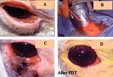 Squamous carcinoma treated with HPPH-PDT (Horse) (Lasers in surgery and Medicine 2006, 5, 445).