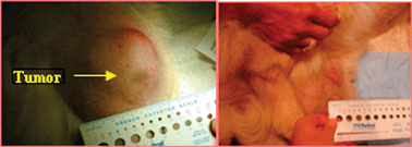 Treatment of canine tumor by HPPH-PDT. The tumors were treated with light at 24 h postinjection.