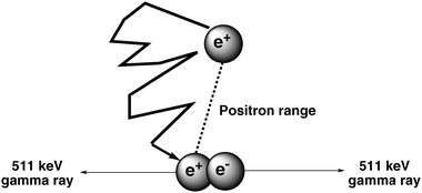 Annihilation of a positron by an electron producing two γ-rays.