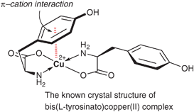 Crystal structure of the bis(l-tyrosinato)copper(ii) complex.