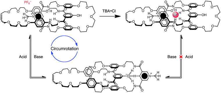 Acid/base triggered circumrotation in a [2]catenane.64 Upon counterion exchange from PF6− to Cl−, circumrotation is inhibited as a consequence of tight binding between Cl− and the pocket created by both macrocycles in the [2]catenane.