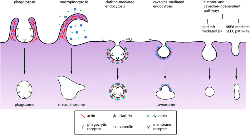 Pathways of entry into the cell. An increasing number of endocytic pathways are being defined, each mechanistically distinct and highly regulated at the molecular level. These pathways facilitate cellular signaling and cargo transport. Controlling the route of nanoparticle uptake is important for both mediating their intracellular fate as well as their biological response.
