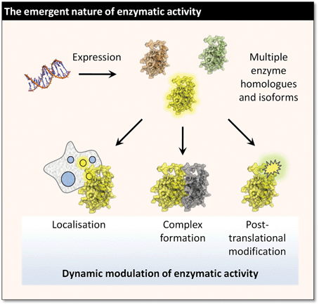 The functional catalytic properties of an enzyme in living cells and in vivo are typically modulated by a wide range of phenomena.