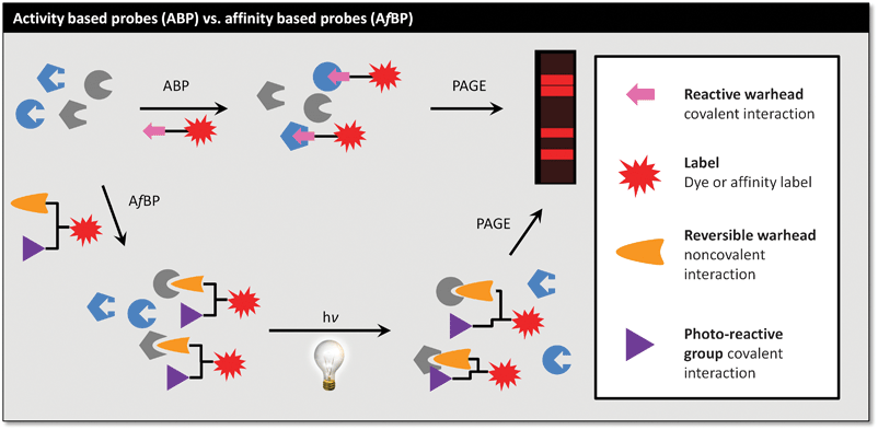 ABPs label on the basis of activation by the enzyme, whilst AfBPs label on the basis of affinity, stabilised by a non-specific cross-linking.