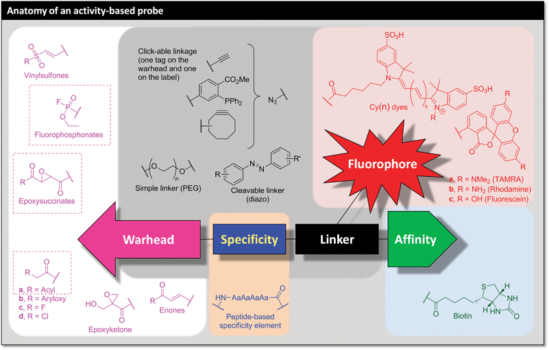 Summary of the key features of an activity-based probe (ABP), with some representative examples.