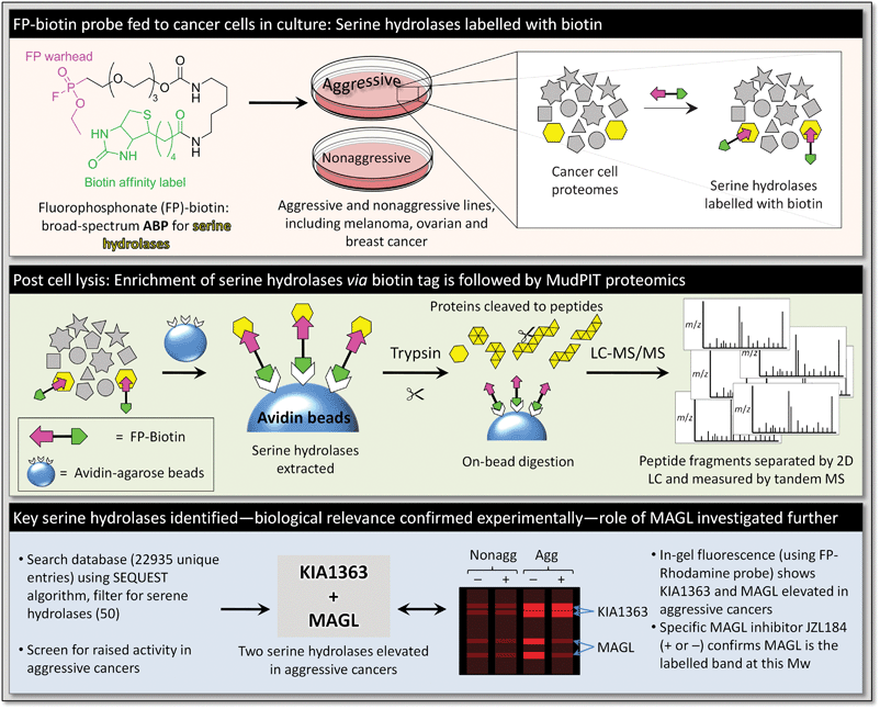 Strategy for identification of MAGL as a principle component of the metabolic pathways of aggressive cancers.