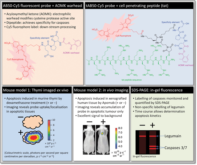 
            In vivo labelling of tumour apoptosis using an ABP.18