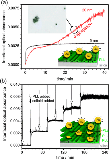 (a) (Black line) Absorbance transient for the adsorption of 5 nm commercially available citrate-stabilised Au NPs onto a PLL-modified silica surface. After 10 min, the maximal coverage has been achieved. (red line) Absorbance transient for the adsorption of 20 nm Au NPs onto a PLL surface. (Inset) tapping mode atomic force microscope image of the surface at 25 min, showing colloidal particle aggregation. (b) Interfacial optical absorbance as a function of time for several Au NP adsorption steps. 5 nm diameter colloids solution and PLL were added sequentially, as indicated, to form multilayer structures.