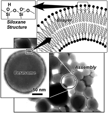 Hybrid and biohybrid silicate based materials: molecular vs