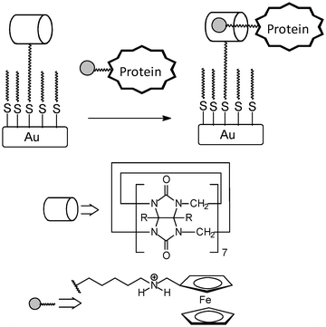 Immobilization of bio-macromolecules on self-assembled