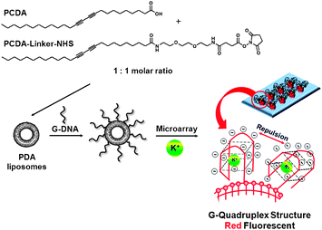 Chemical structure of the diacetylene monomers and a schematic representation of the PDA liposome-based microarray for K+ detection.