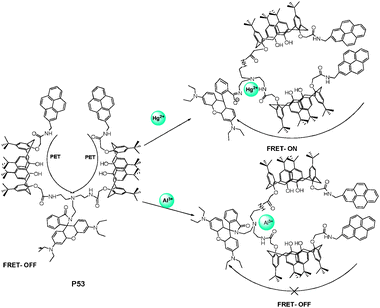 Scheme of different complexation behavior of P53 with Hg2+ and Al3+.