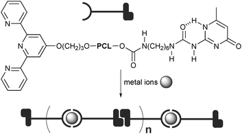 Supramolecular multiblock copolymers containing alternating terpyridine metal complexes and self-complementary hydrogen bonding. PCL = poly(ε-caprolactone).