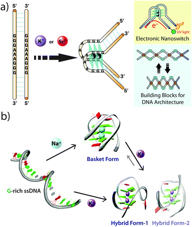 Conformational changes of non-B DNA - Chemical Society