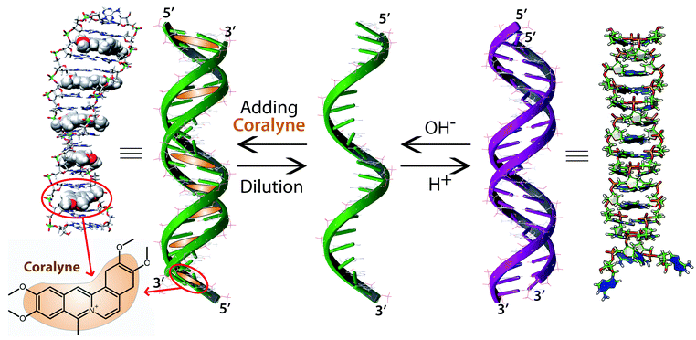 Conformational changes of non-B DNA - Chemical Society Reviews