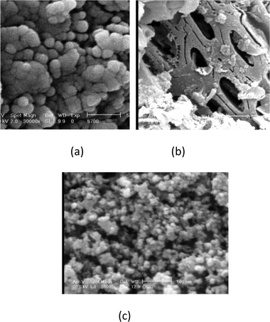 
              SEM images of the (a) pure TiO2 (1 μm), (b) TiO2/AC1 (10 μm), (c) TiO2/AC1 particles with high magnification (1 μm).