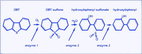 Schematic diagram of alkylation of thiophene with 1-olefins to obtain alkylthiophenes with much higher boiling points.