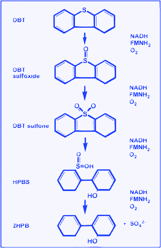 The pathway of biological desulfurization of DBT relies on biocatalysts for specificity. NADH is reduced nicotinamide adenosine dinucleotide; FMN is flavin mononucleotide; DSZA, DSZB, DSZC and DSZD are the catalyticgene products of dszA, dszB, dszC and dszD, respectively.