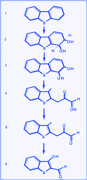 Kodama pathway of DBTdegradation.