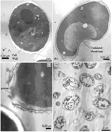 
            TEM images of (a) whole cell (b) cell after permeabilization (c) cell wall porous and (d) cell ghosts.