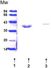 
            SDS-PAGE of purified CAL-B from Novozymes and expressed in P. pastoris. Lane 1: molecular weight marker. Lane 2: purified CAL-B from Novozymes (3 mg mL−1). Lane 3: purified CAL-B expressed in P. pastoris (0.05 mg mL−1).