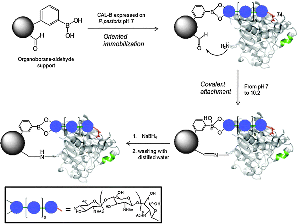 Oriented covalent immobilization of C. antarctica B lipase on heterofunctional organoborane support.