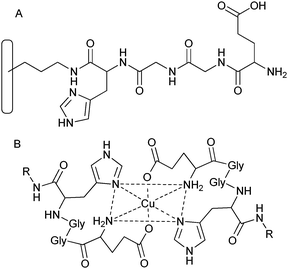 Synthesis of the HisGlyGlyGlu peptide chain on functionalised silica by SPPS113 (A) and how the peptide link may coordinate to a copper centre to form a metal complex (B).