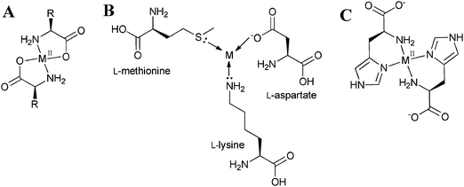 (A) Typical coordination sphere of an amino acid containing transition-metal complex. (B) Examples of amino acids that can also coordinate through the side chains. (C) Possible coordination sphere of a bis-complex of histidine coordinated through the imidazole group.