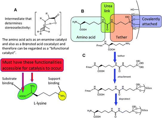 Rationale (A) and generalised strategy (B) for derivatizing (tethering) an amino acid through the side chain or functionalised side chain. Specific approach employing l-lysine (C) as an exemplar amino acid.