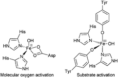 Mono-nuclear enzyme active sites. FeII sites directly bind O2 for substrate insertion, while high spin FeIII sites activate the substrate for direct reaction with O2.