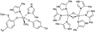 Mono-nuclear and bi-nuclear examples of different copper sites in enzymes.