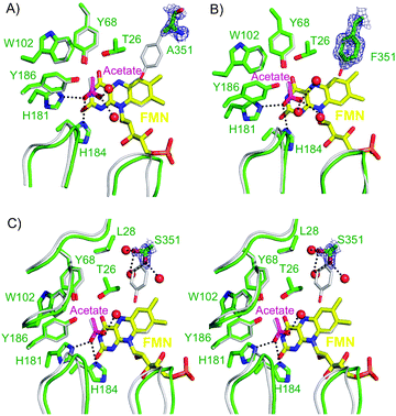 X-ray crystal structures of the active site of PETN reductase mutants (A) Y351A and (B) Y351F superimposed with wild type enzyme. (C) Stereo X-ray crystal structure of the active site of PETNR mutant Y351S superimposed with wild type enzyme. Two positions of atoms Cβ and OG of Y351S have been modelled. All mutant enzyme residues and FMN are shown as atom coloured sticks with green and yellow carbons, respectively. Wild type residues (PDB code: 1H50)1 are shown as atom coloured lines with grey carbons, while waters and interactions are shown as red spheres and black dotted lines, respectively. Loops of mutant enzyme and wild type residues A127-T131; I141-T145 (top left), T239-D244 (left) and T273-K279 (right) are shown as green cartoons and grey ribbons, respectively. The omit |Fo| − |Fc| map of the mutated residue is contoured at 1 σ (green mesh). All figures were generated in Pymol.17