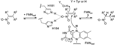 General mechanism and stereochemistry of nitroalkene reduction by PETN reductase. R1, R2 = CH3, or H.