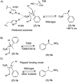 Proposed binding mode(s) of the nitroolefin substrates (Z)- and (E)-1a by PETN reductase.
