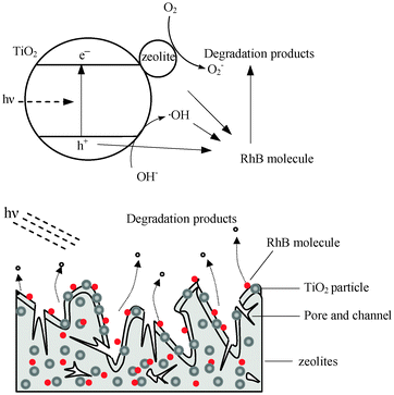 A schematic diagram for the adsorption and photocatalytic degradation of RhB molecules on TZS.